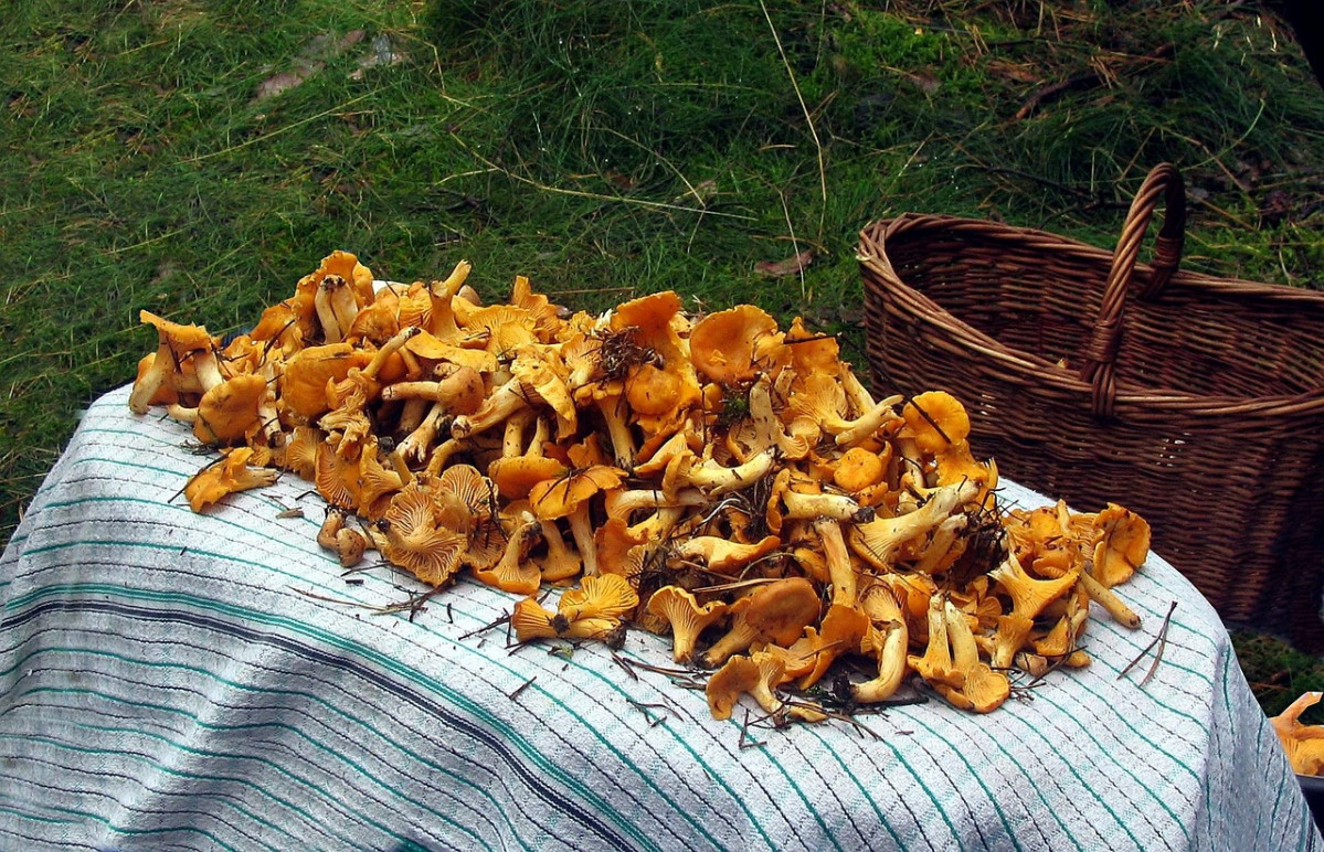 Chanterelles 1303825 1280