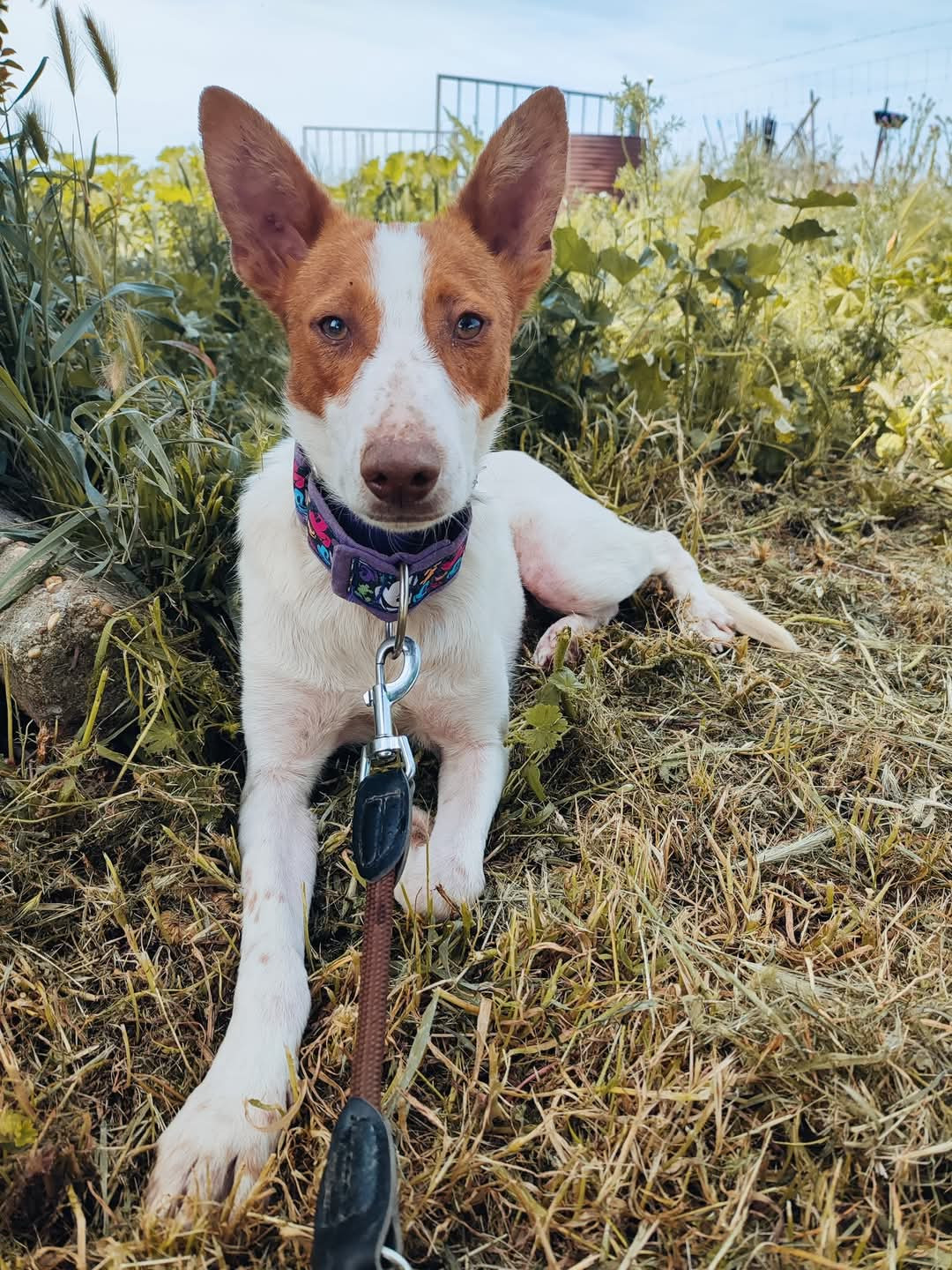 Podenco Patitaz