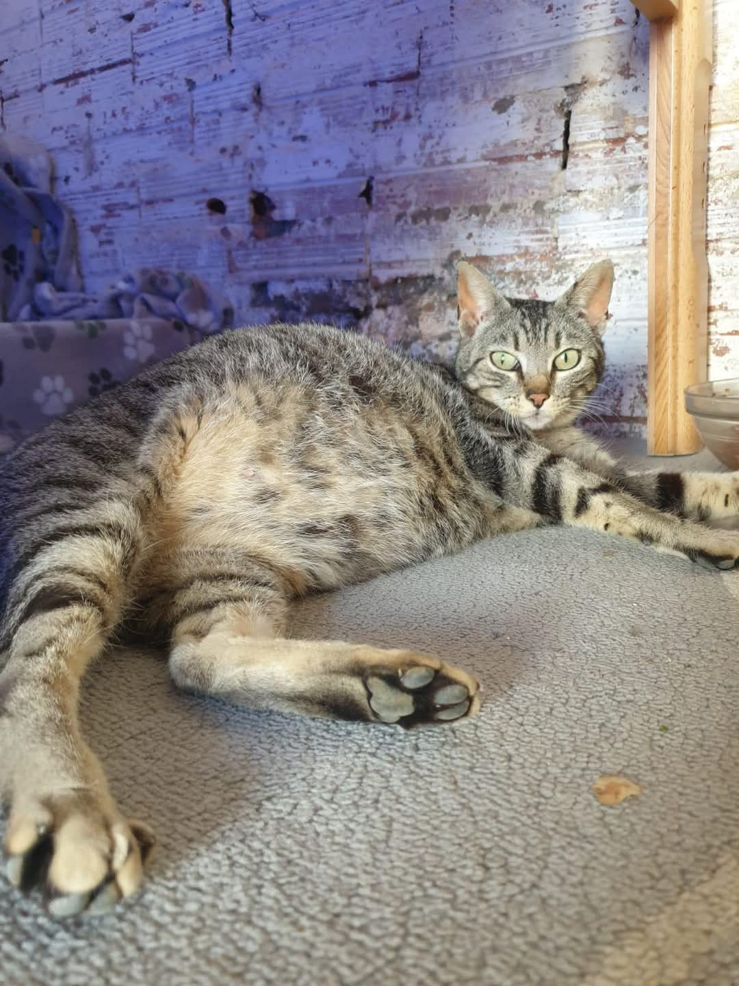 Gatito PatitaZ