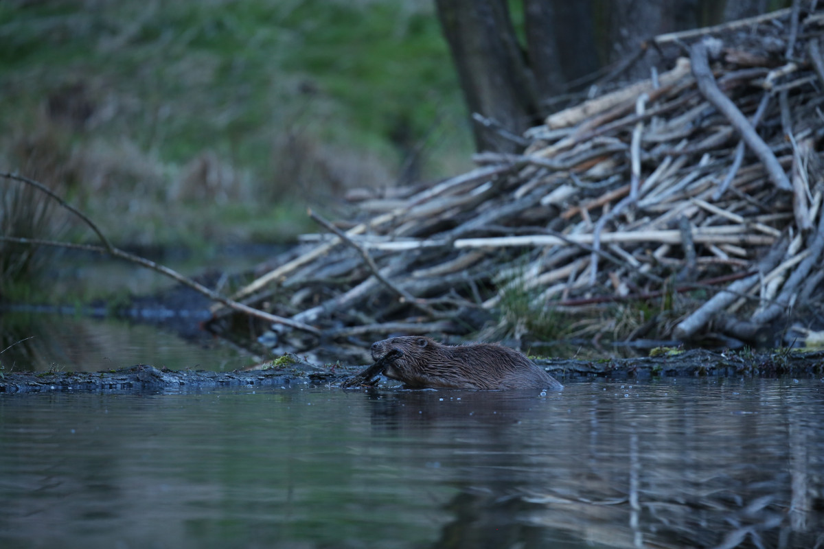 Castor europeo salvaje en el hermoso habitat natural de la republica checa