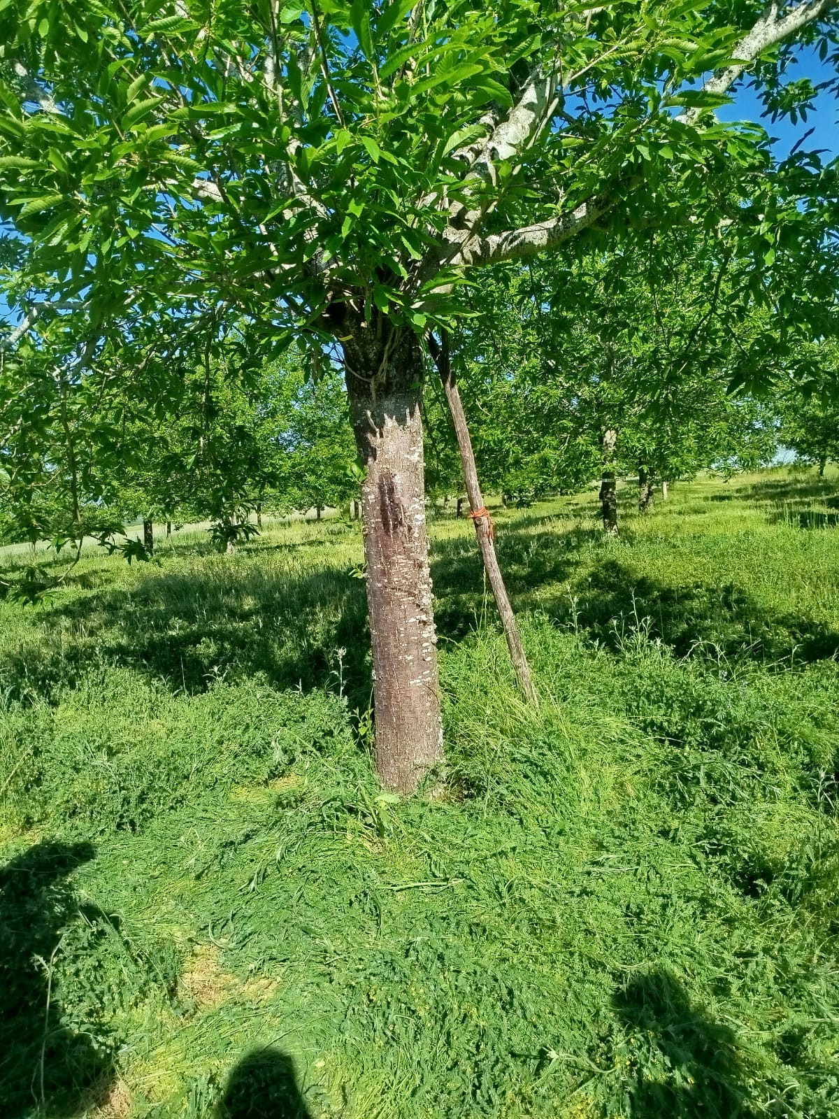 IMG 20250606 WA0071