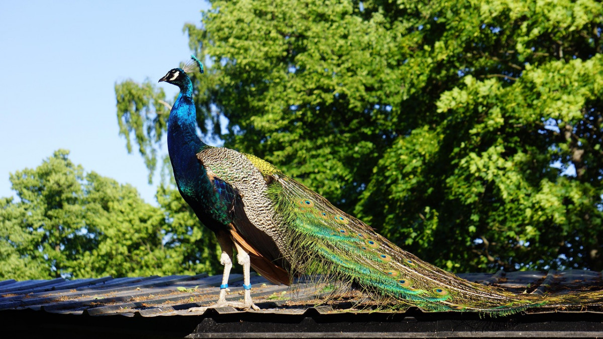 Pavo cristatus 139725 1280
