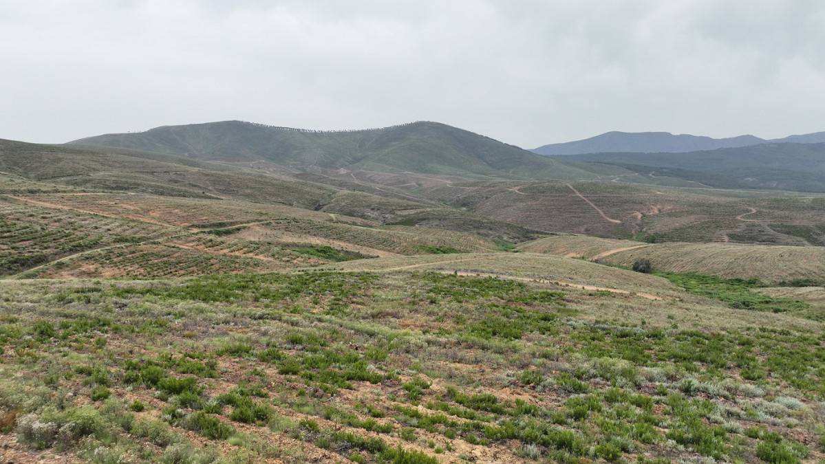 Bosque Merlin Salamanca, Carbon2Nature Iberdrola