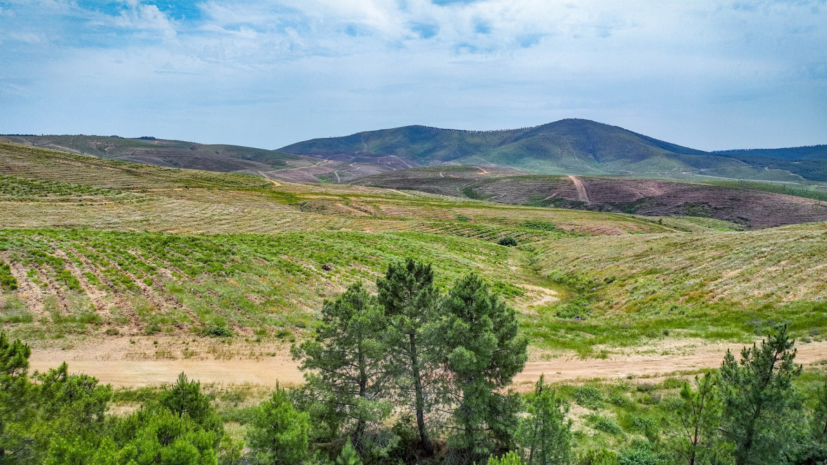 2025 07 14.  Bosque Uru00eda Salamanca