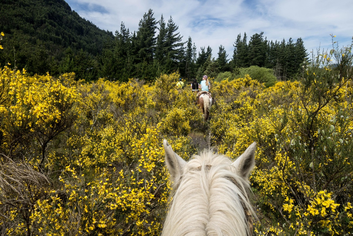 Horse 4388197 1280