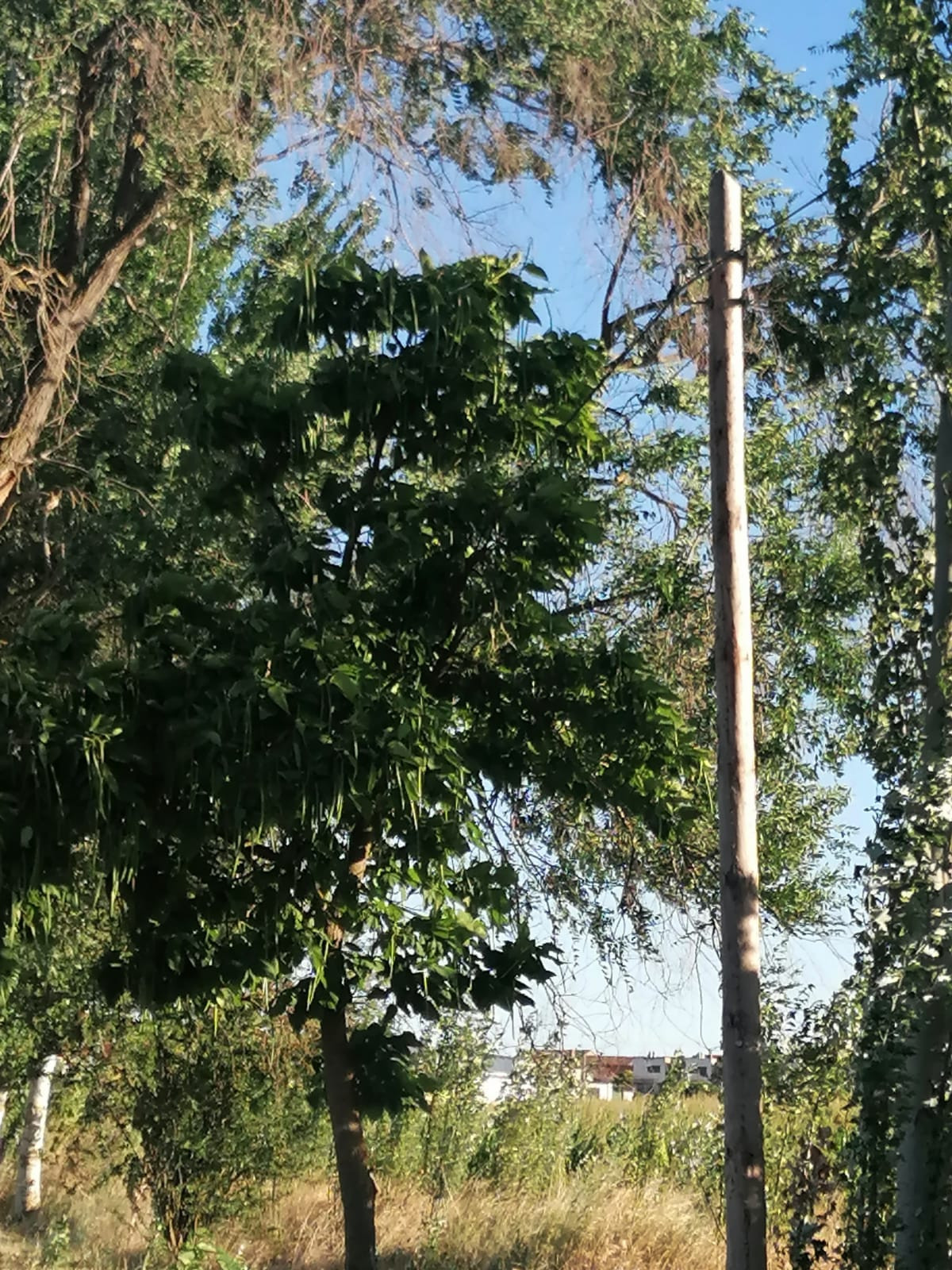 VILLARALBO (3)